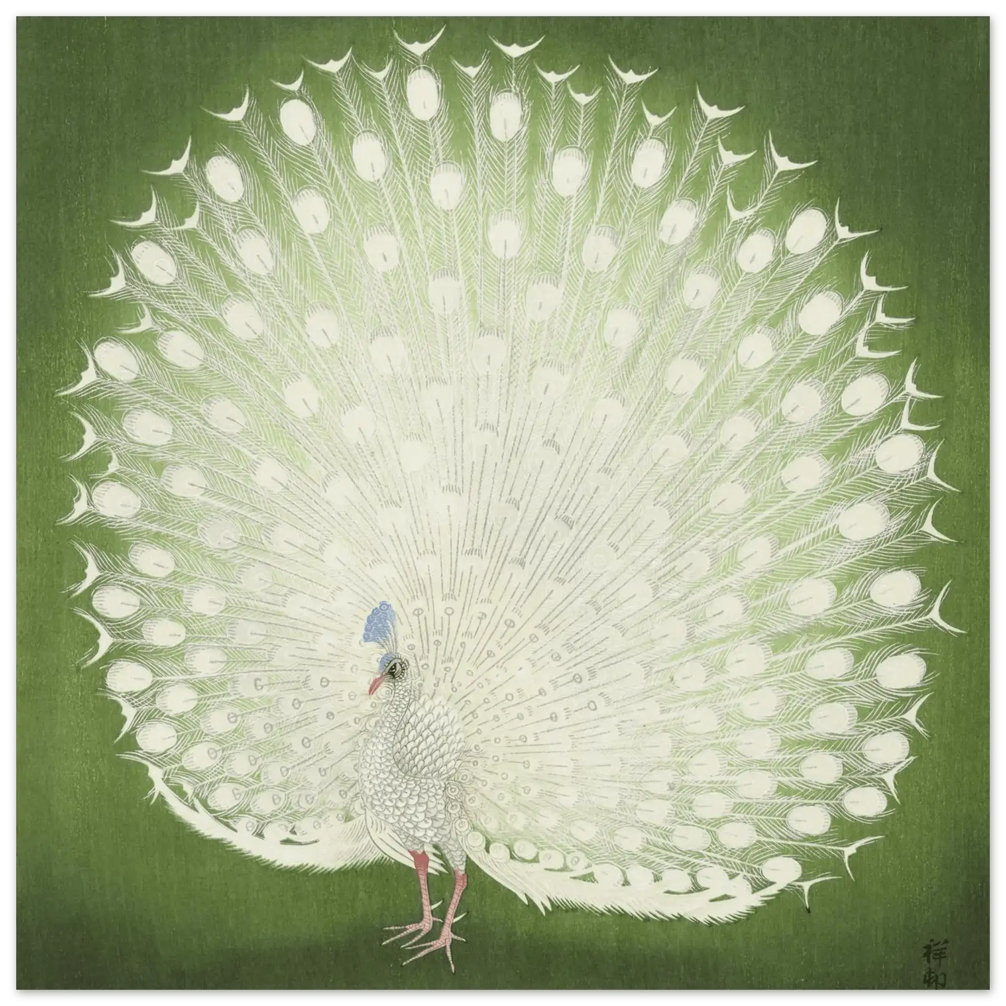 Weißer Pfau - Fine Art Prints - HINORI