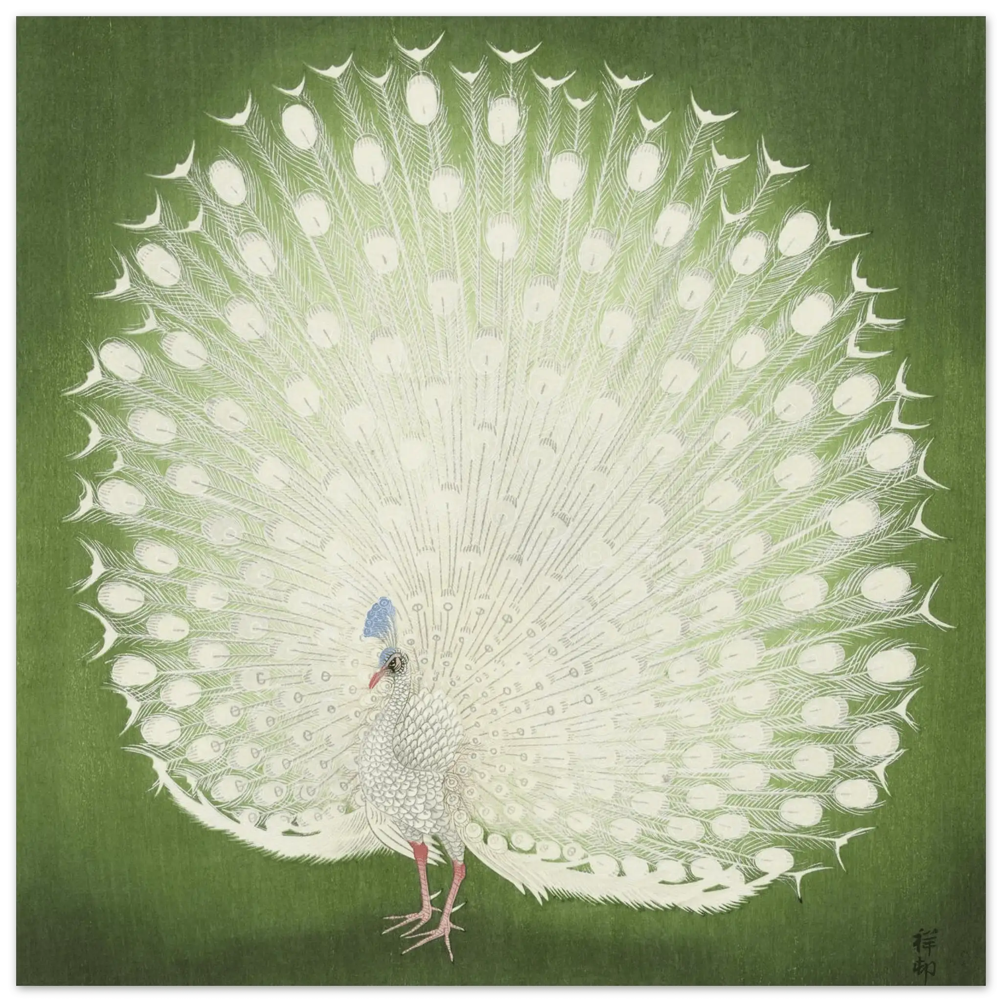 Weißer Pfau - Fine Art Prints - HINORI