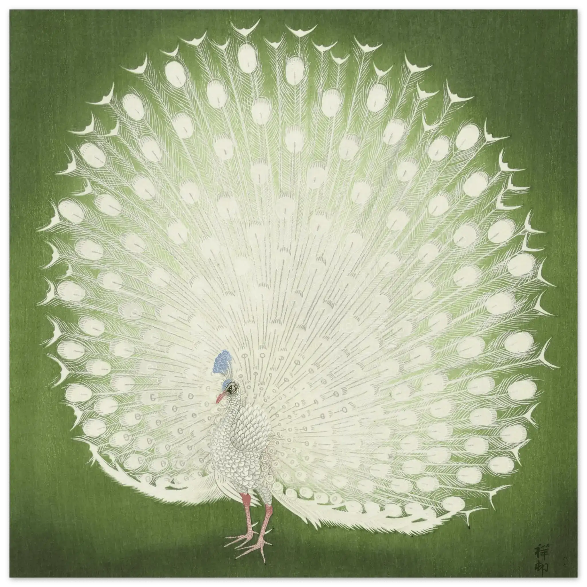 Weißer Pfau - Fine Art Prints - HINORI