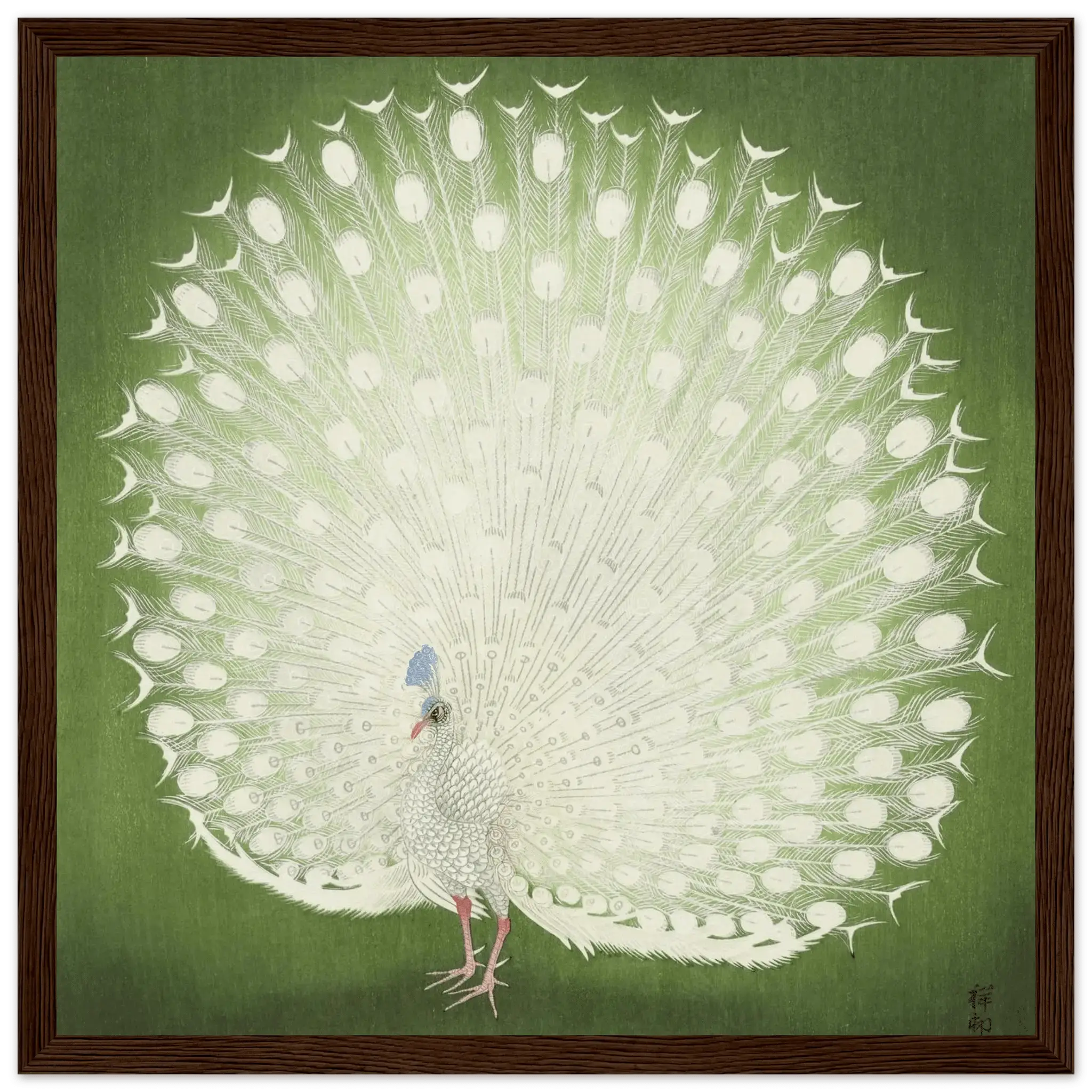 Weißer Pfau - Gerahmte Eleganz - HINORI