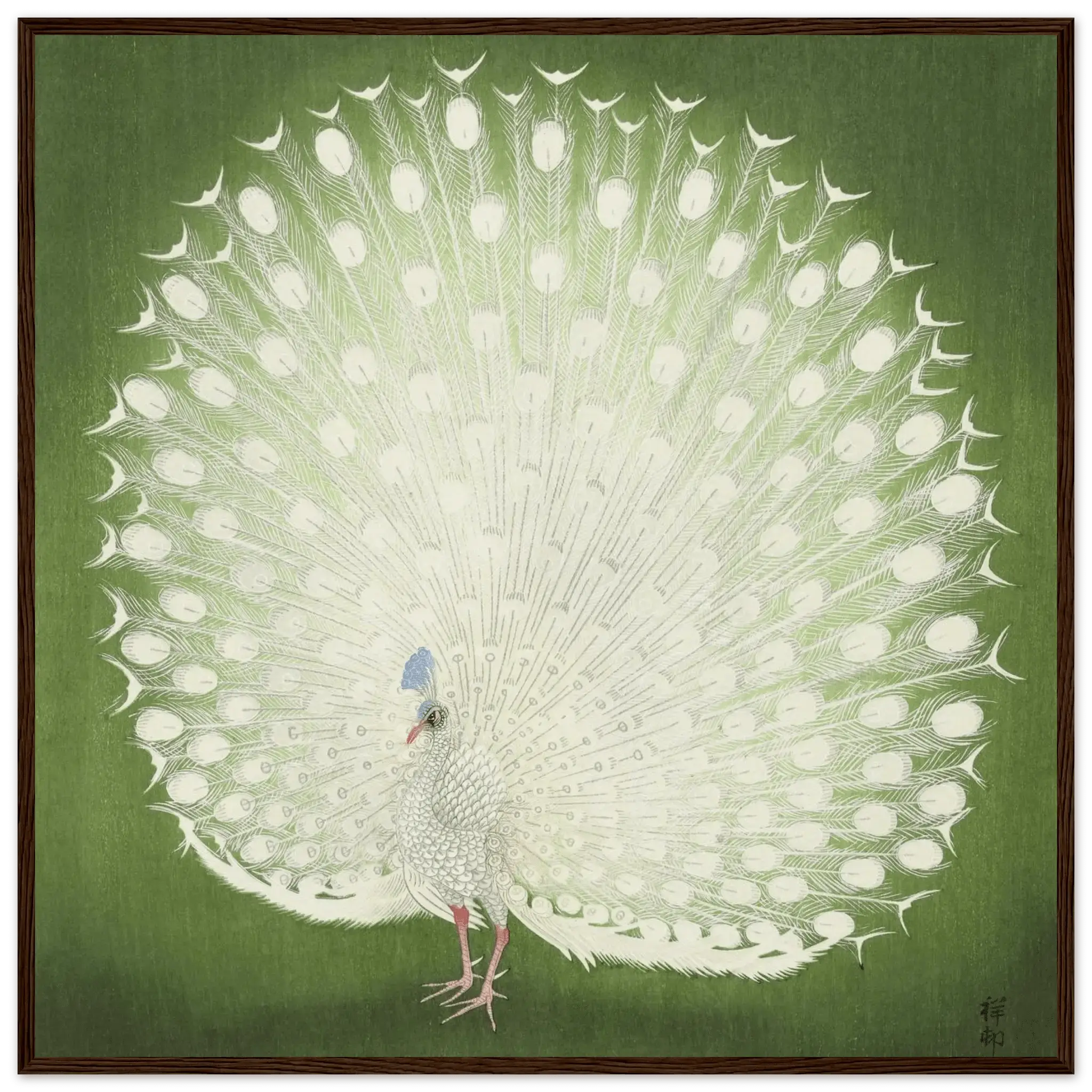 Weißer Pfau - Gerahmte Eleganz - HINORI