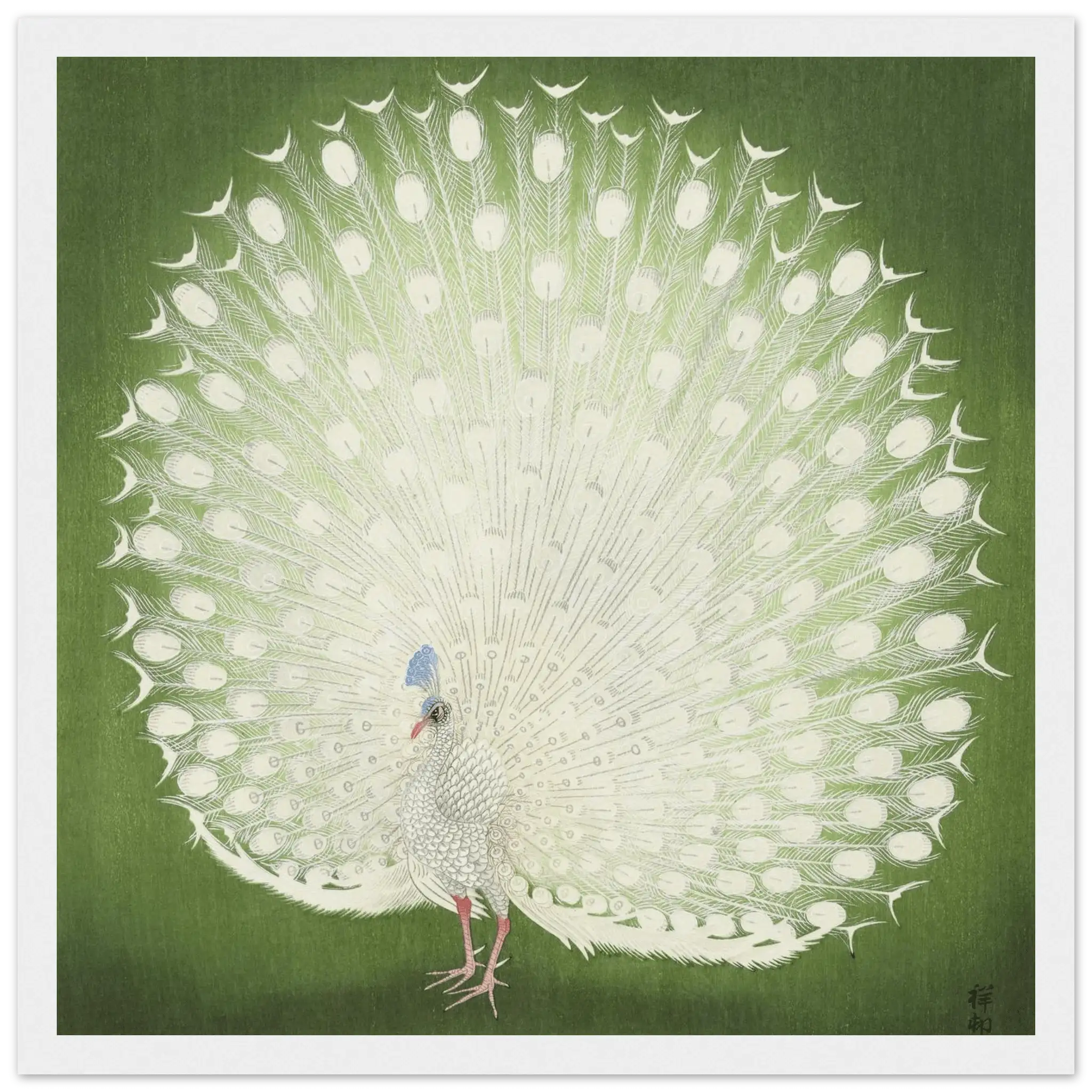 Weißer Pfau - Gerahmte Eleganz - HINORI