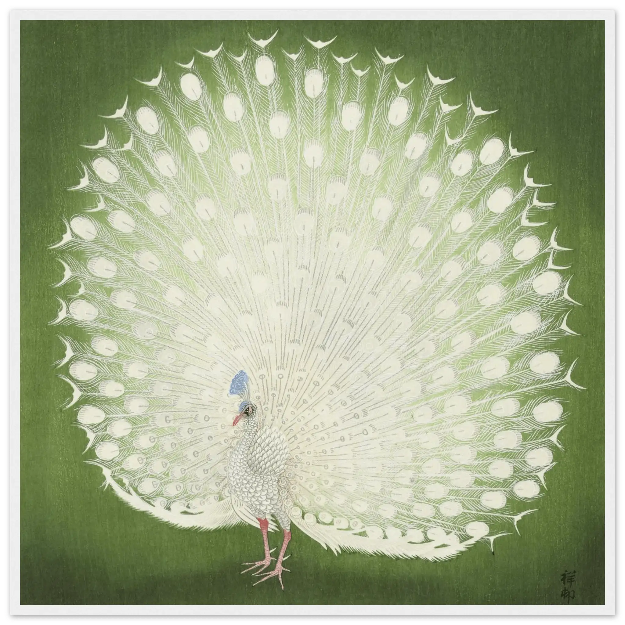 Weißer Pfau - Gerahmte Eleganz - HINORI