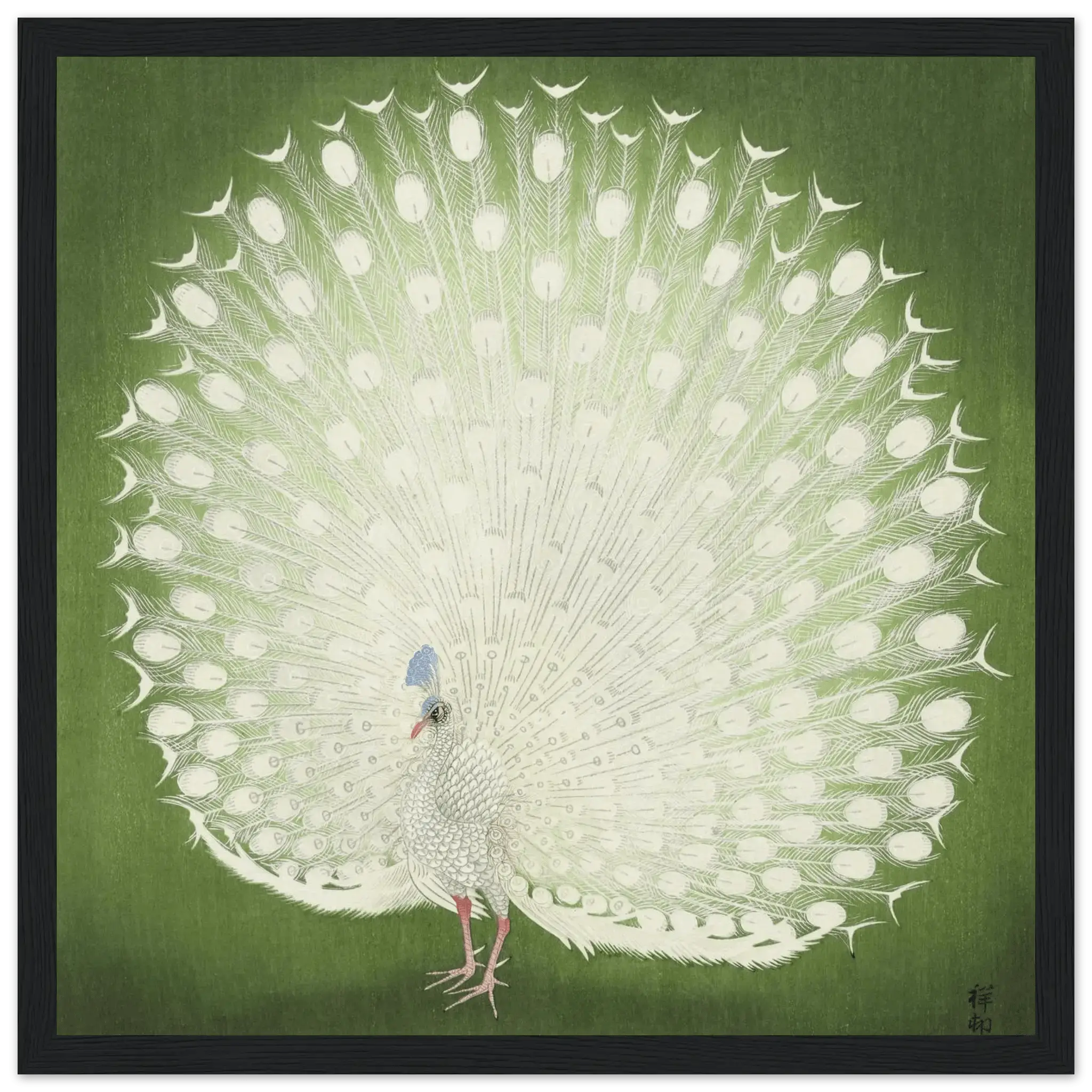 Weißer Pfau - Gerahmte Eleganz - HINORI