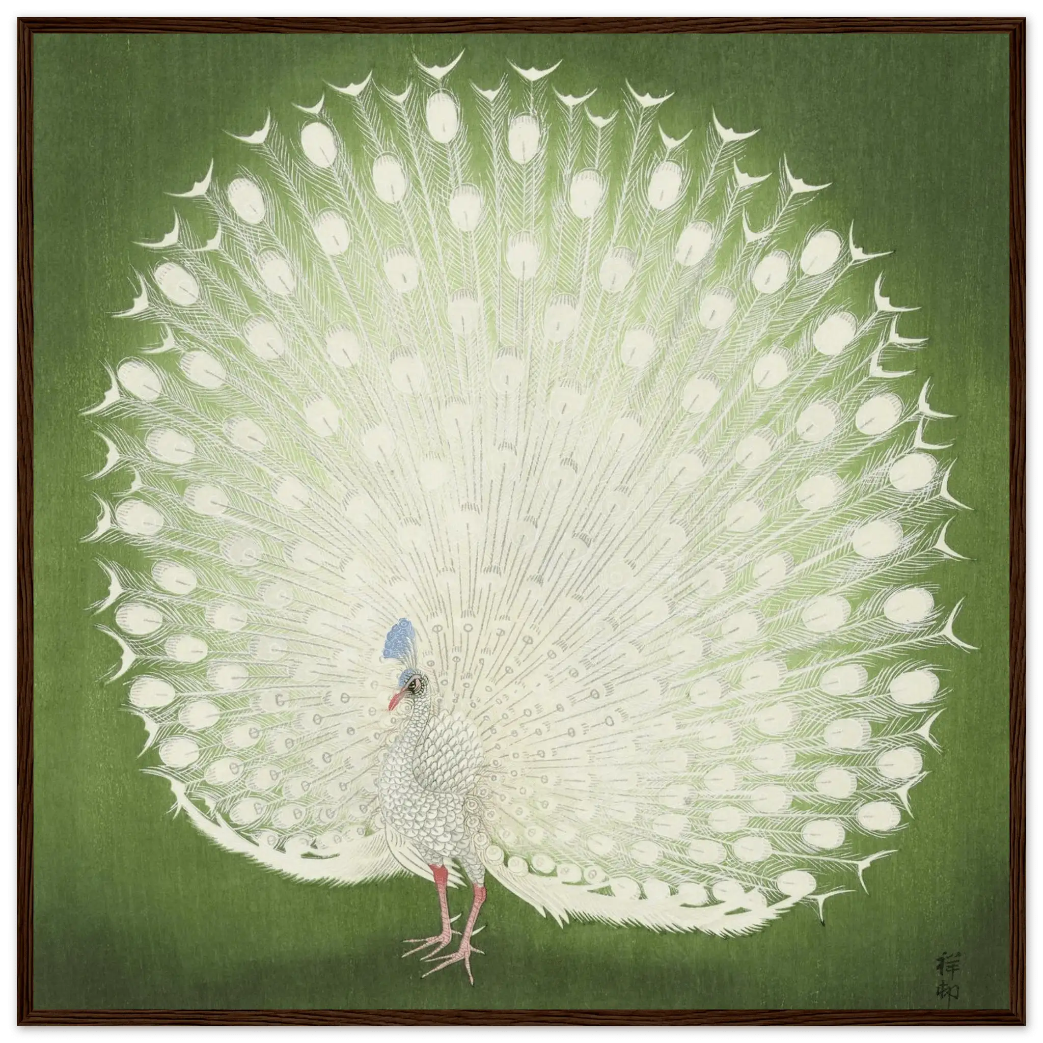 Weißer Pfau - Gerahmte Eleganz - HINORI
