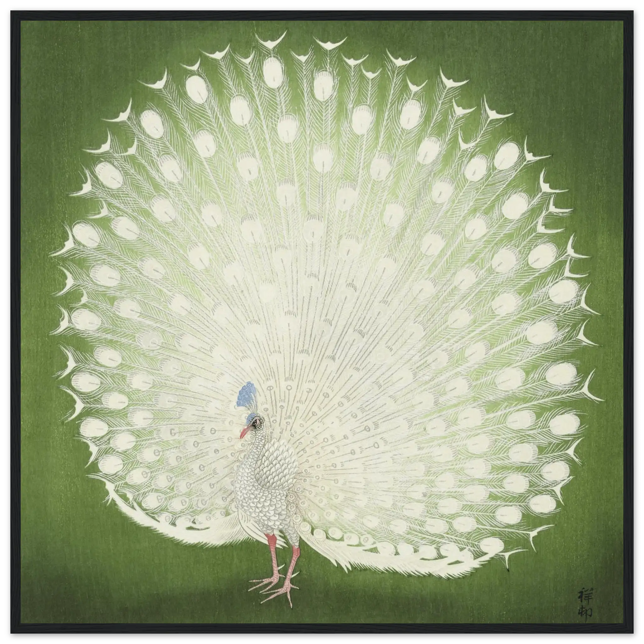 Weißer Pfau - Gerahmte Eleganz - HINORI