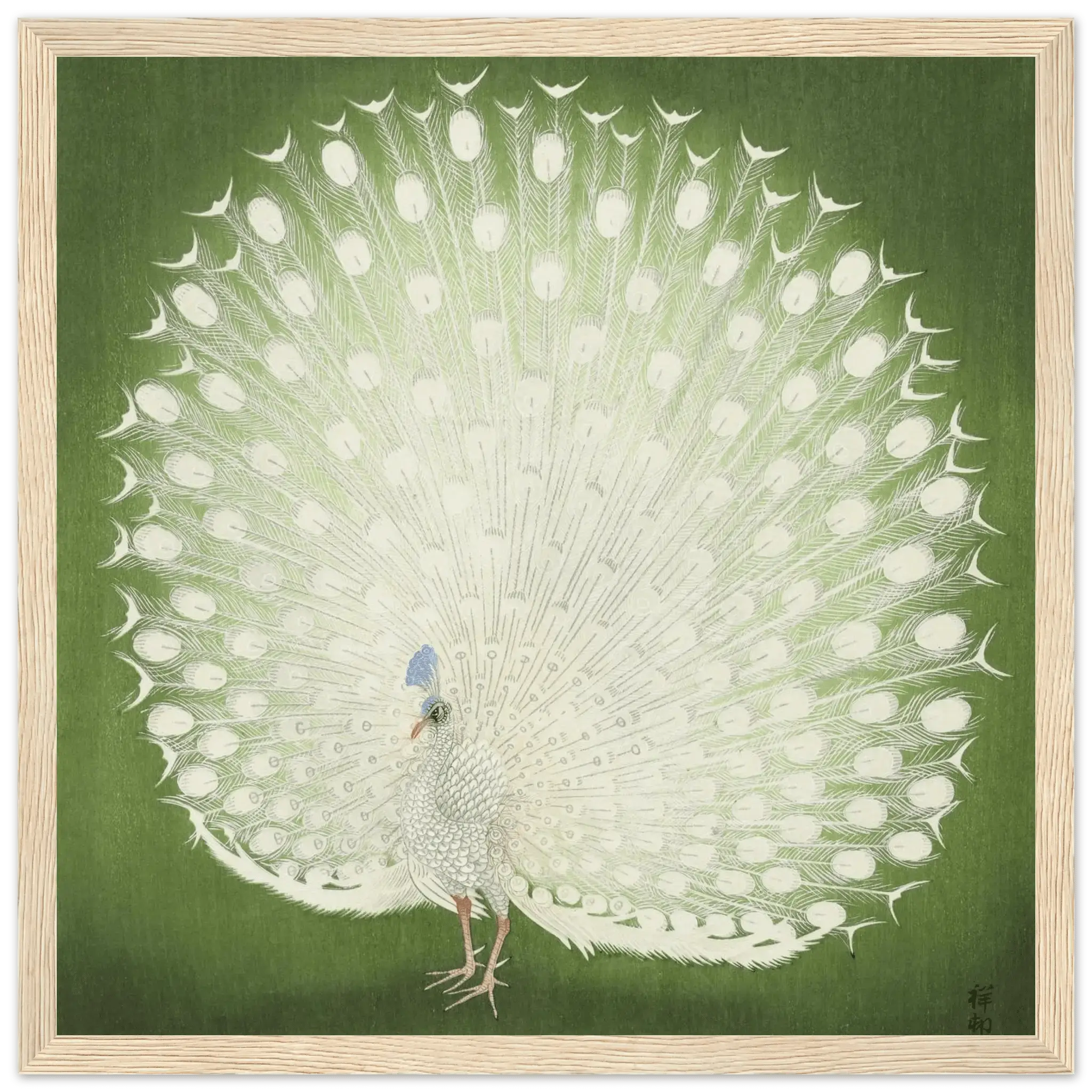 Weißer Pfau - Gerahmte Eleganz - HINORI