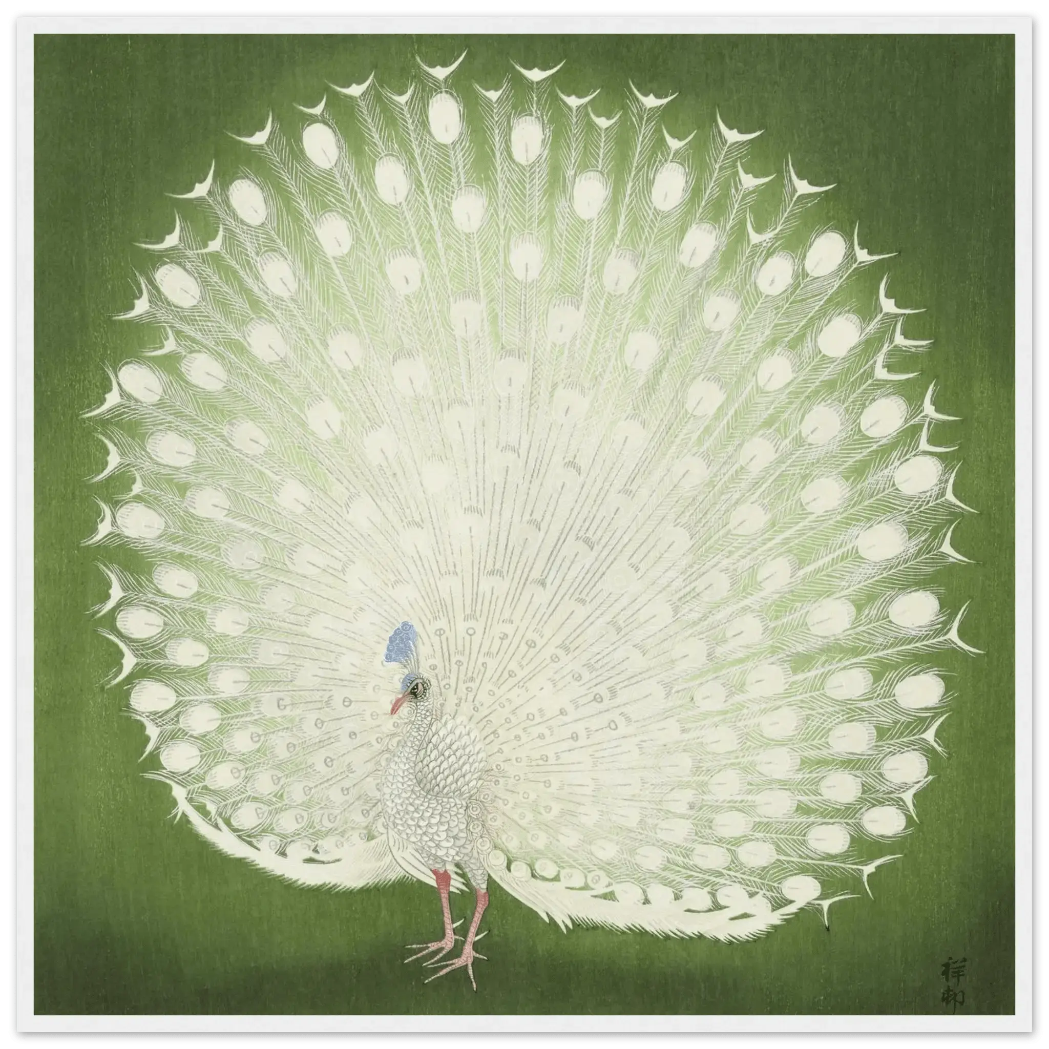 Weißer Pfau - Gerahmte Eleganz - HINORI