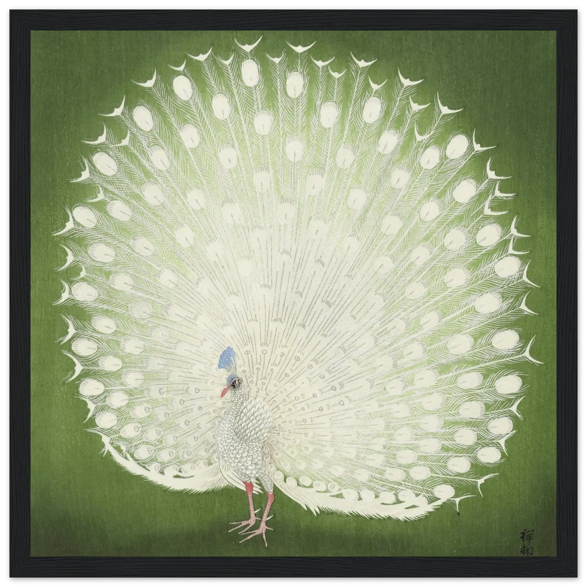 Weißer Pfau - Gerahmte Eleganz - HINORI