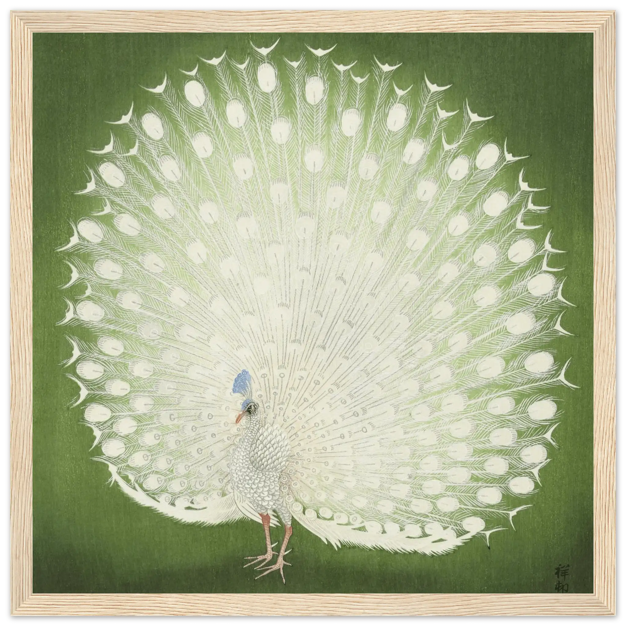 Weißer Pfau - Gerahmte Eleganz - HINORI