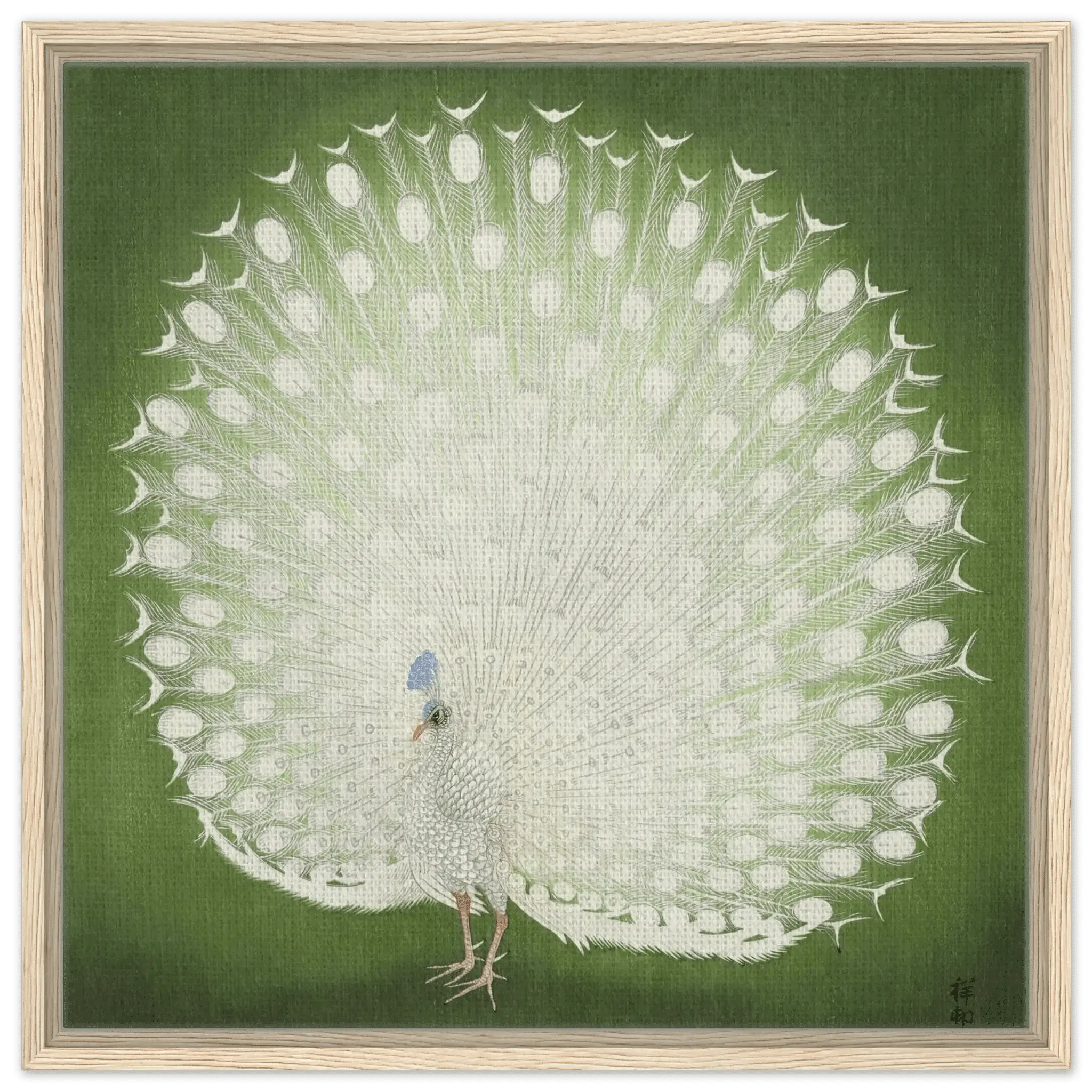 Weißer Pfau - Signature Collection - HINORI