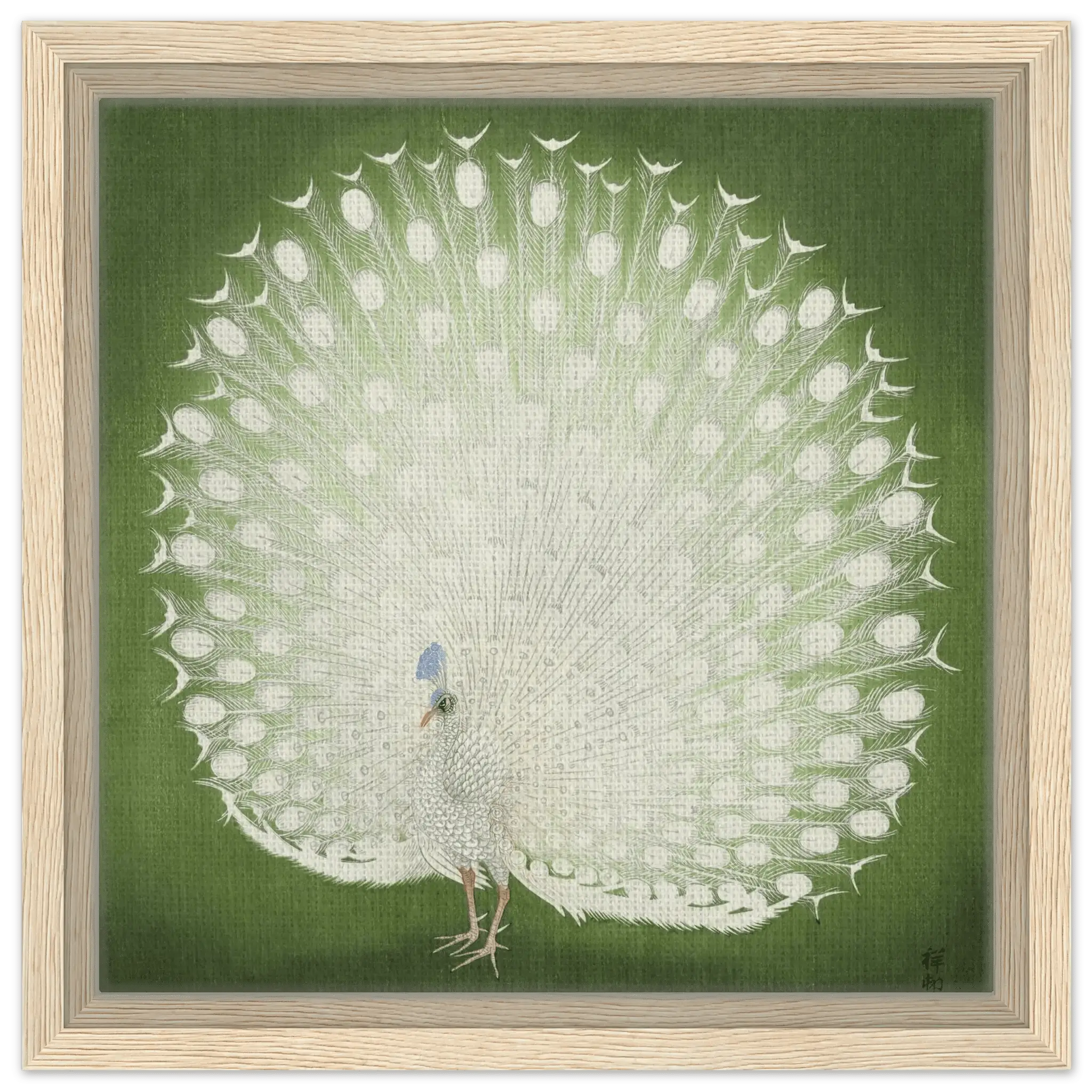 Weißer Pfau - Signature Collection - HINORI