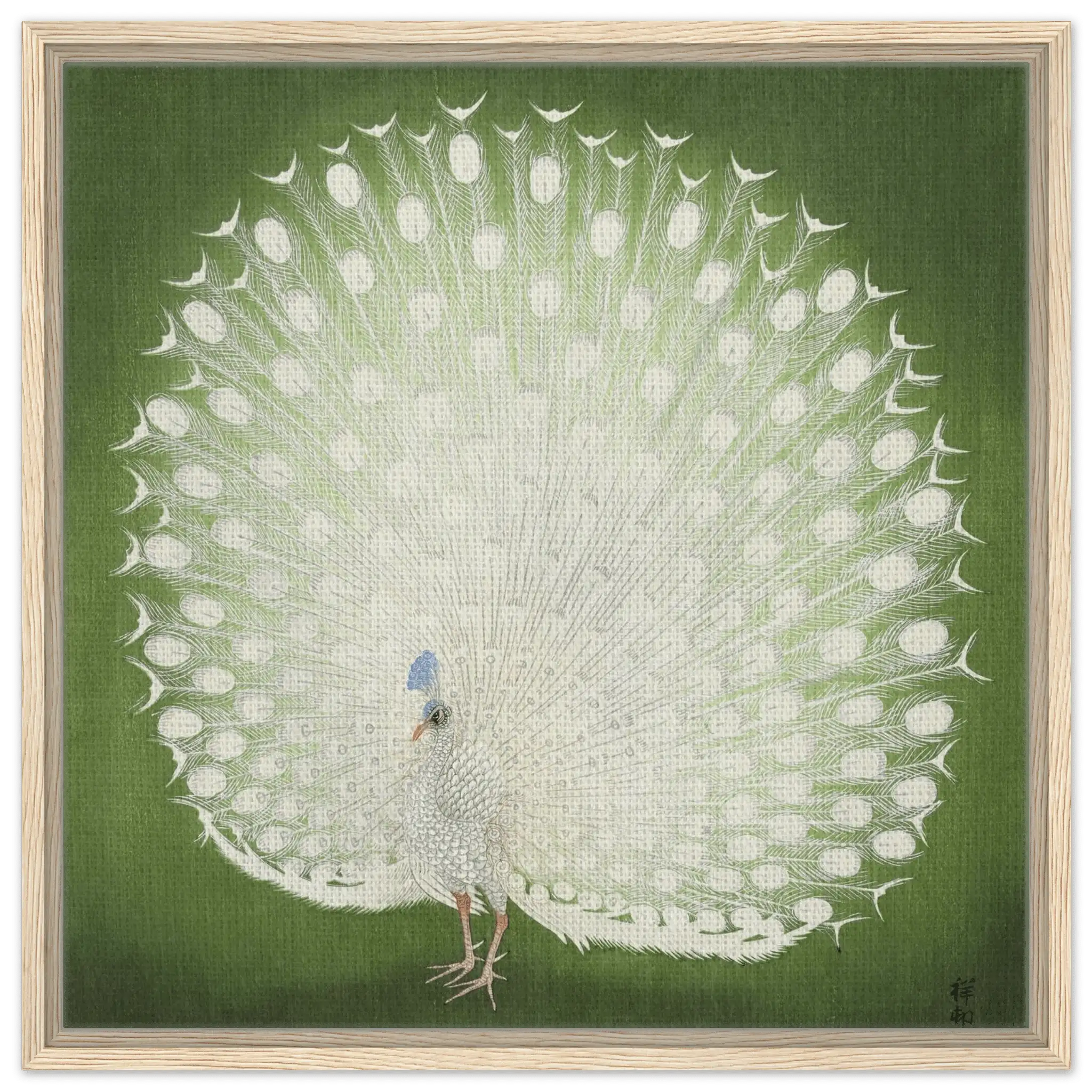 Weißer Pfau - Signature Collection - HINORI