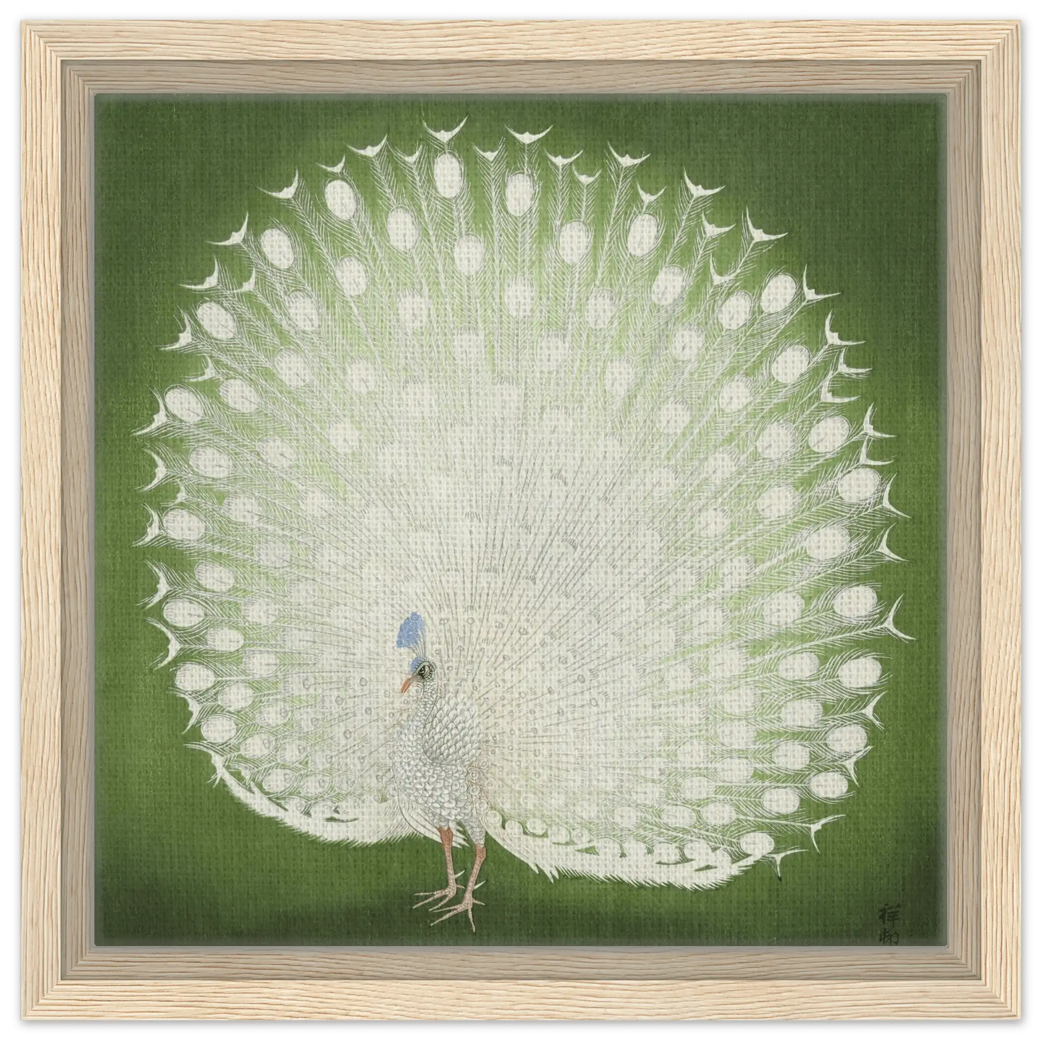 Weißer Pfau - Signature Collection - HINORI