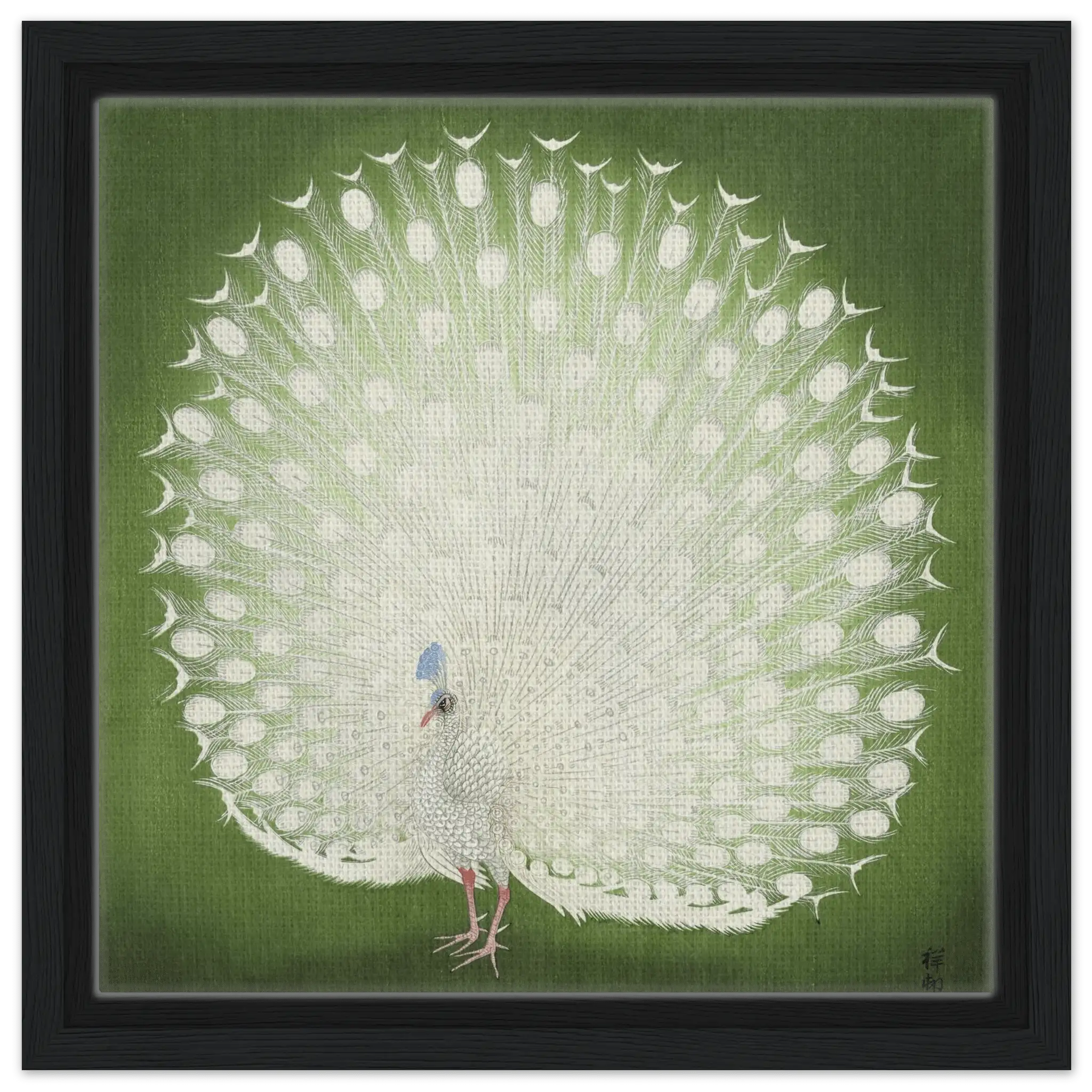 Weißer Pfau - Signature Collection - HINORI